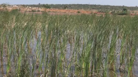 Maiganga Wetlands Project-resized.png