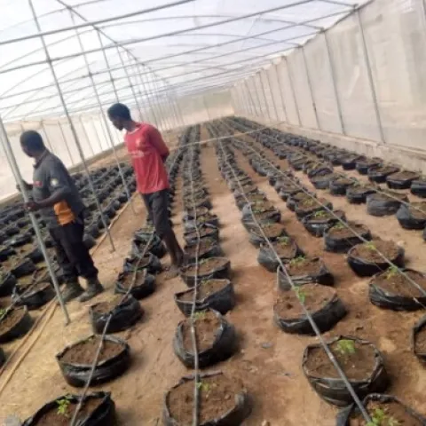 greenhouse-management-ashaka-agric-ecology-program.jpg
